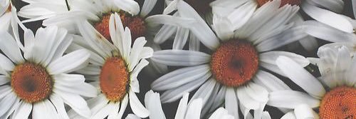 bcmichelon's profile banner image
