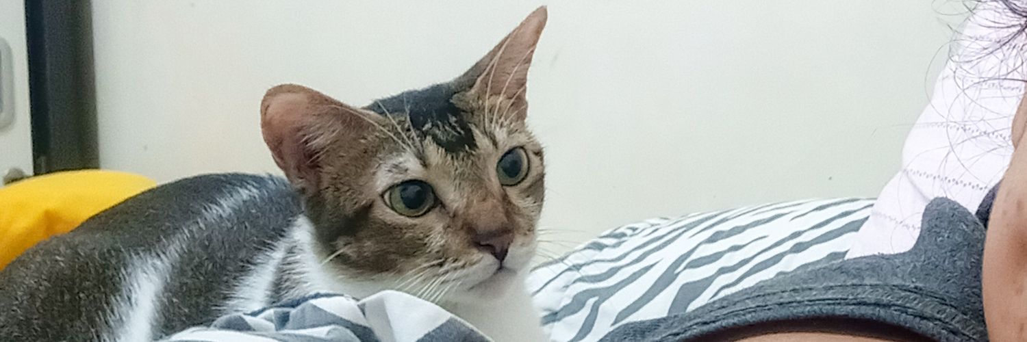 cindyanggrain's profile banner image