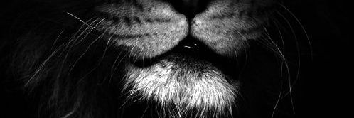 stratiotes_'s profile banner image