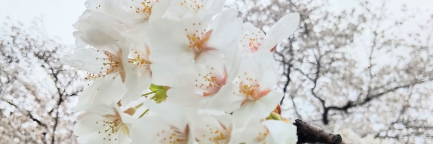 runa_runa_runa_'s profile banner image