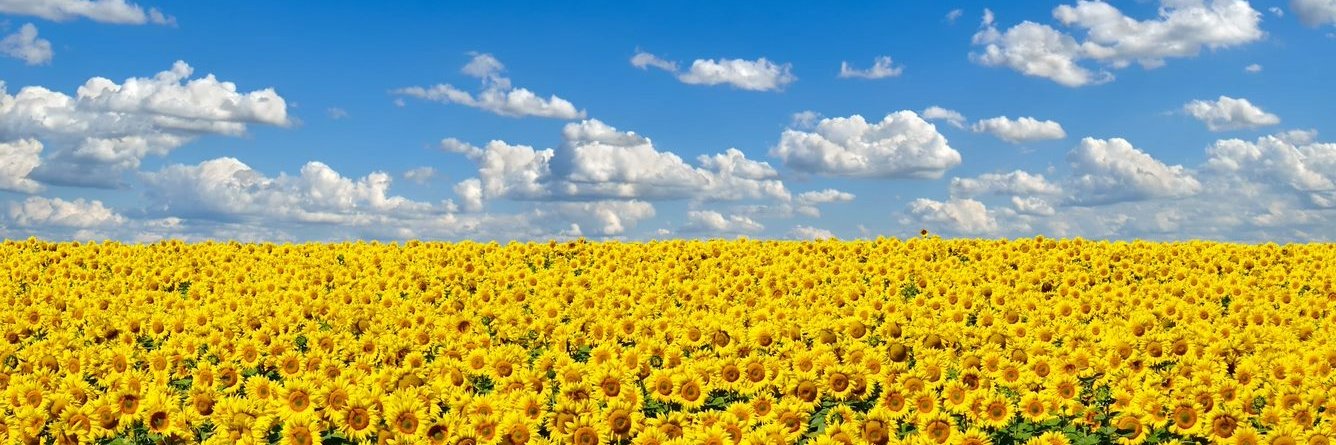 Gnatovsky's profile banner image