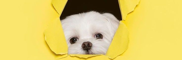 🇮🇷سالیوان banner