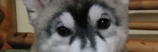 SimpleChubs's profile banner image