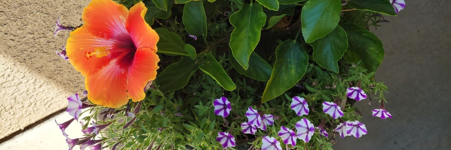 stripercat51's profile banner image