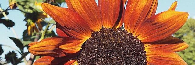 cmcgill08's profile banner image