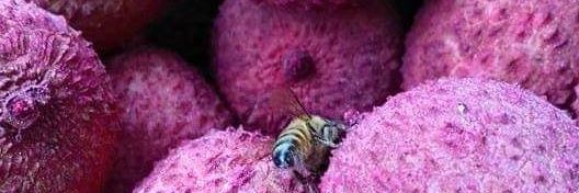 yatzil cantu  banner