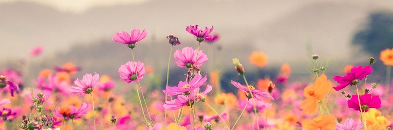 DollingerHelene's profile banner image