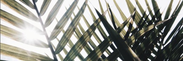 Loomstate banner