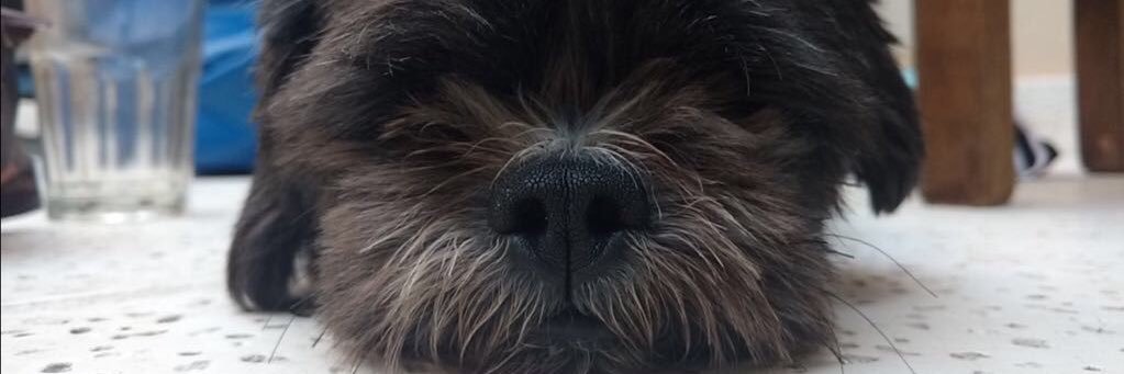giulicrestaa's profile banner image