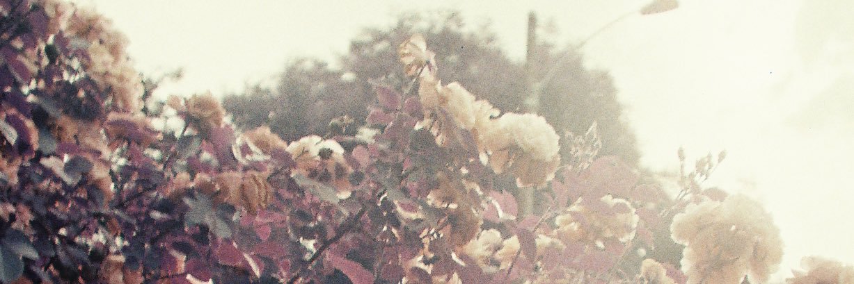 _dovescry_'s profile banner image