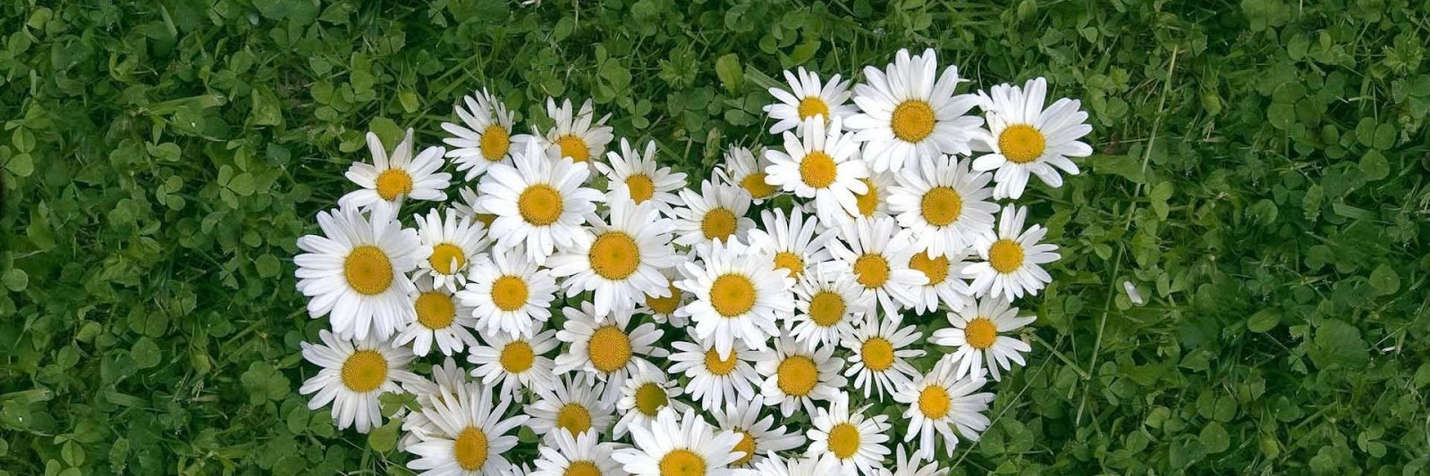 DaisyCHdz's profile banner image