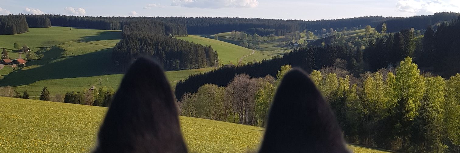 MissCutzi's profile banner image