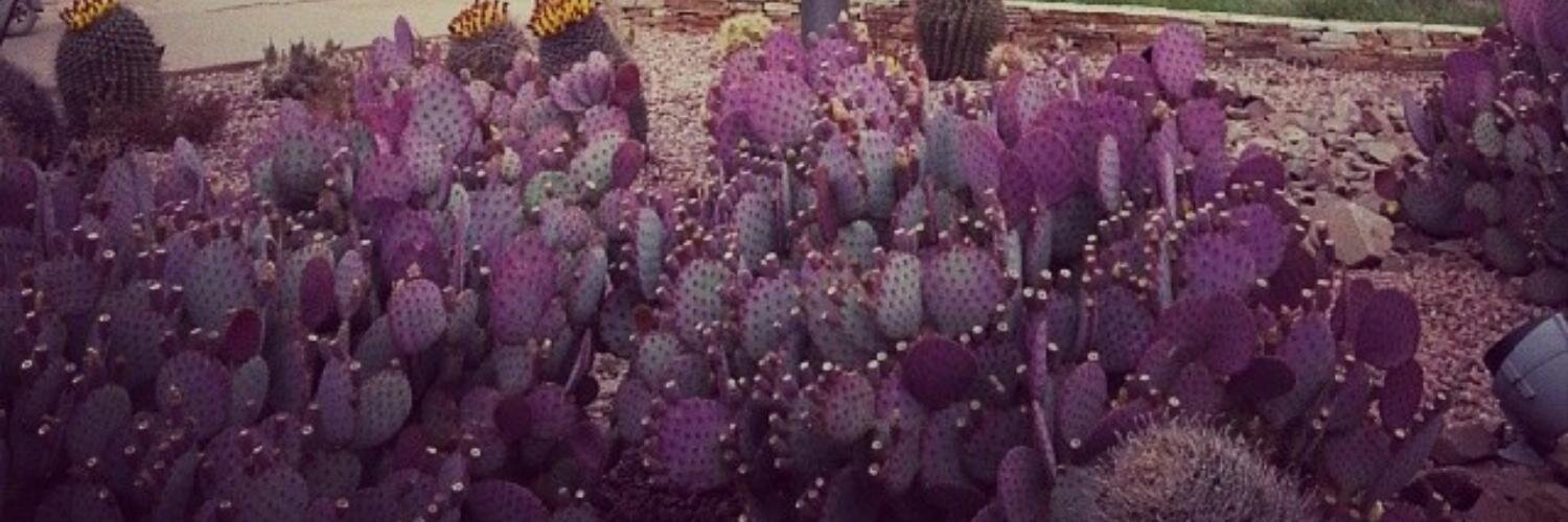 marthapolanco's profile banner image