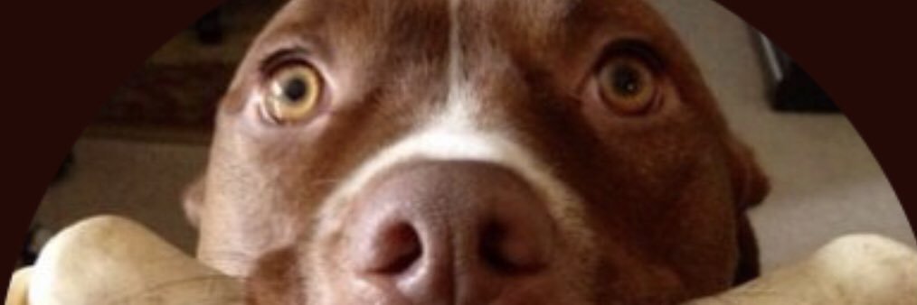 BrooklynClawset's profile banner image