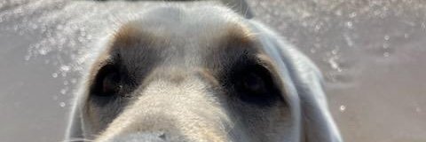 bigdogsdrool's profile banner image