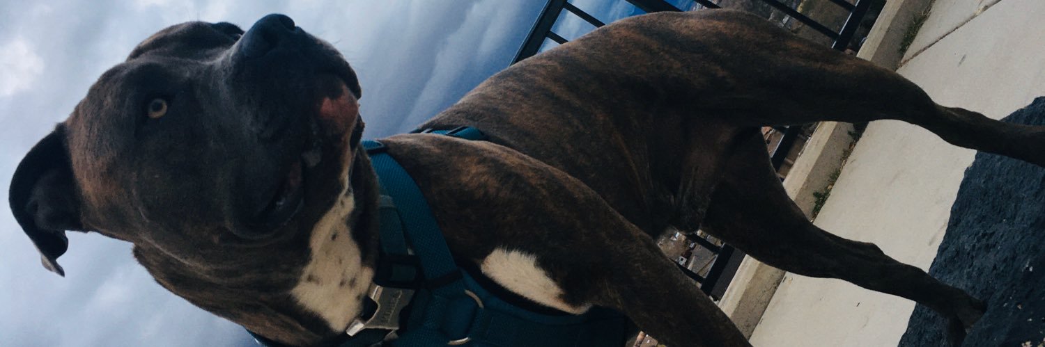 EnvyVannah's profile banner image