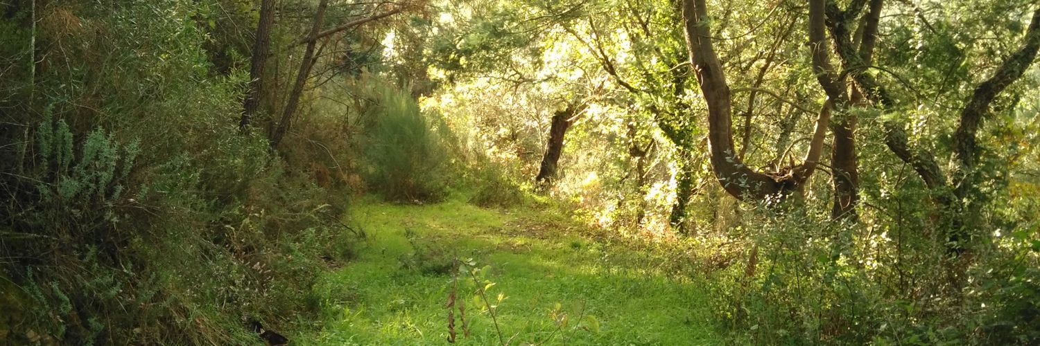 IntSacredForest's profile banner image
