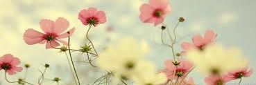 Mayra Lara 💛 banner