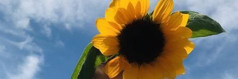 hayumast's profile banner image