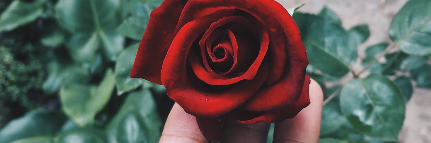 shahnrose_'s profile banner image