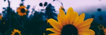 diana19b's profile banner image