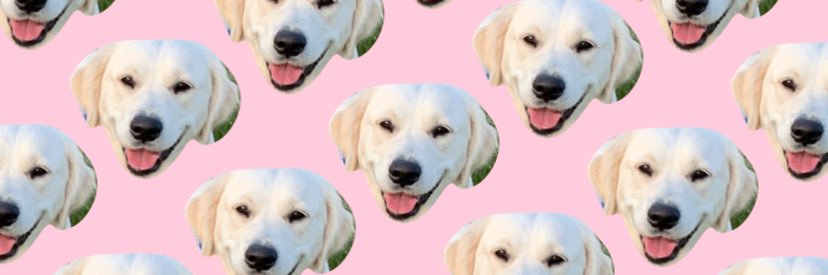meg_dickson6's profile banner image