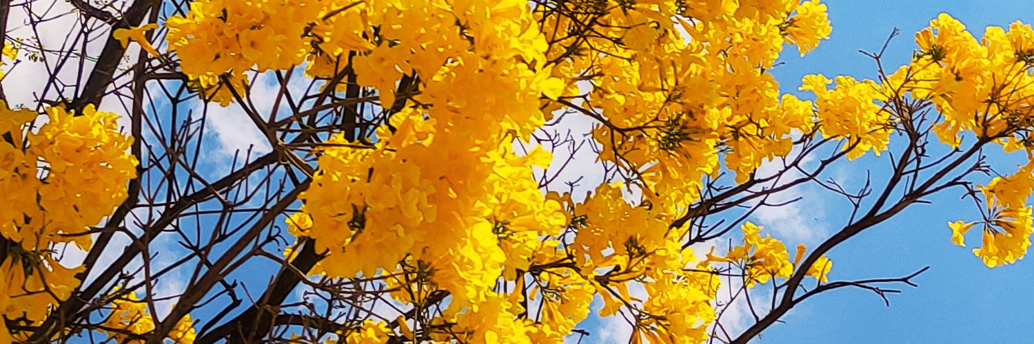 marockosu's profile banner image