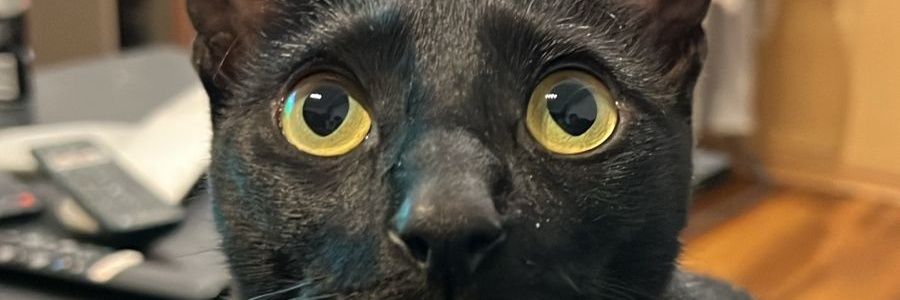 Starenblanco's profile banner image