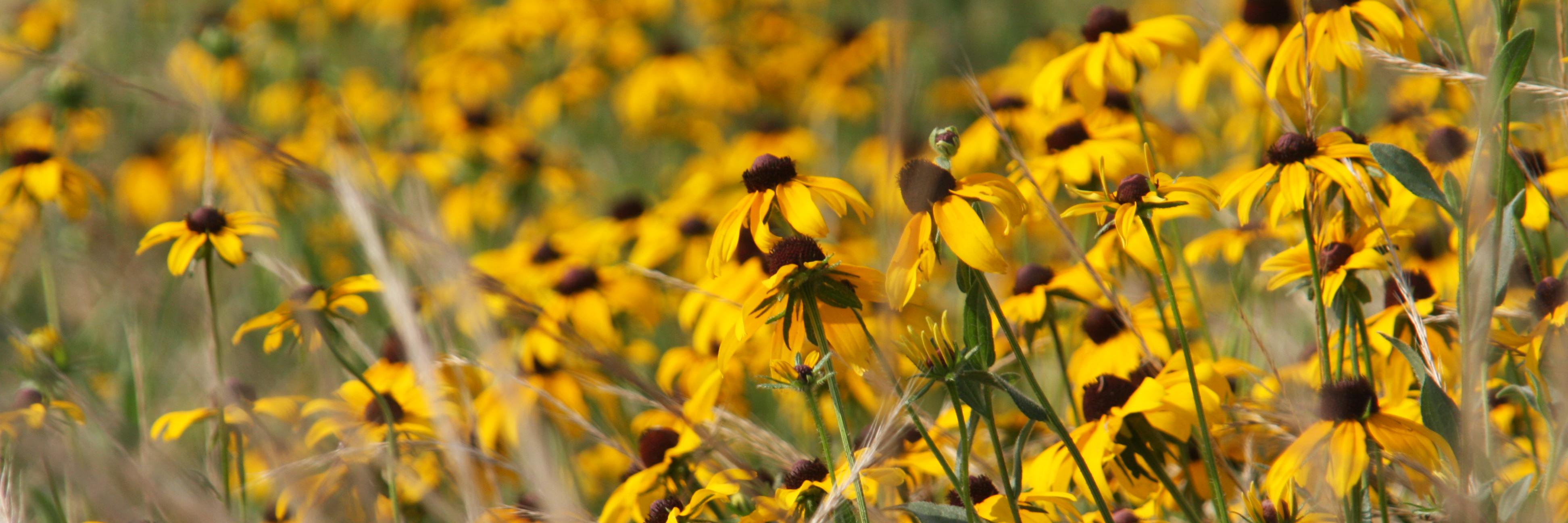 Keep MS Beautiful banner