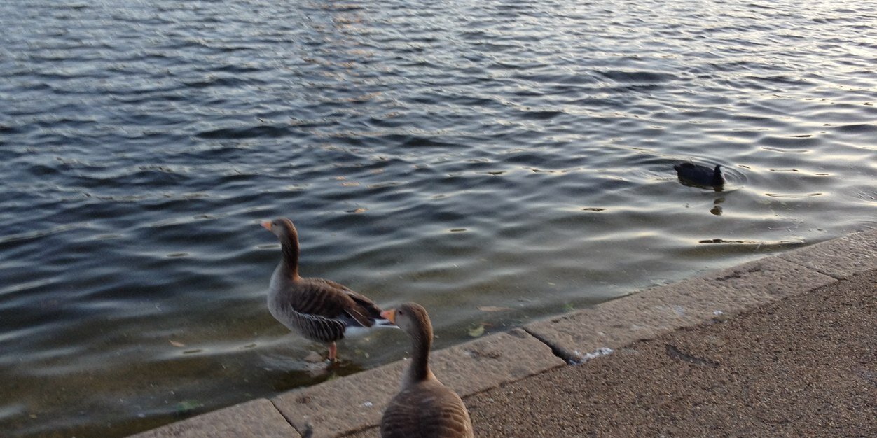 عزيزة القبلان banner