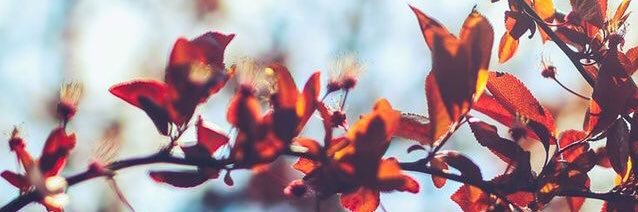 SarahHaines's profile banner image