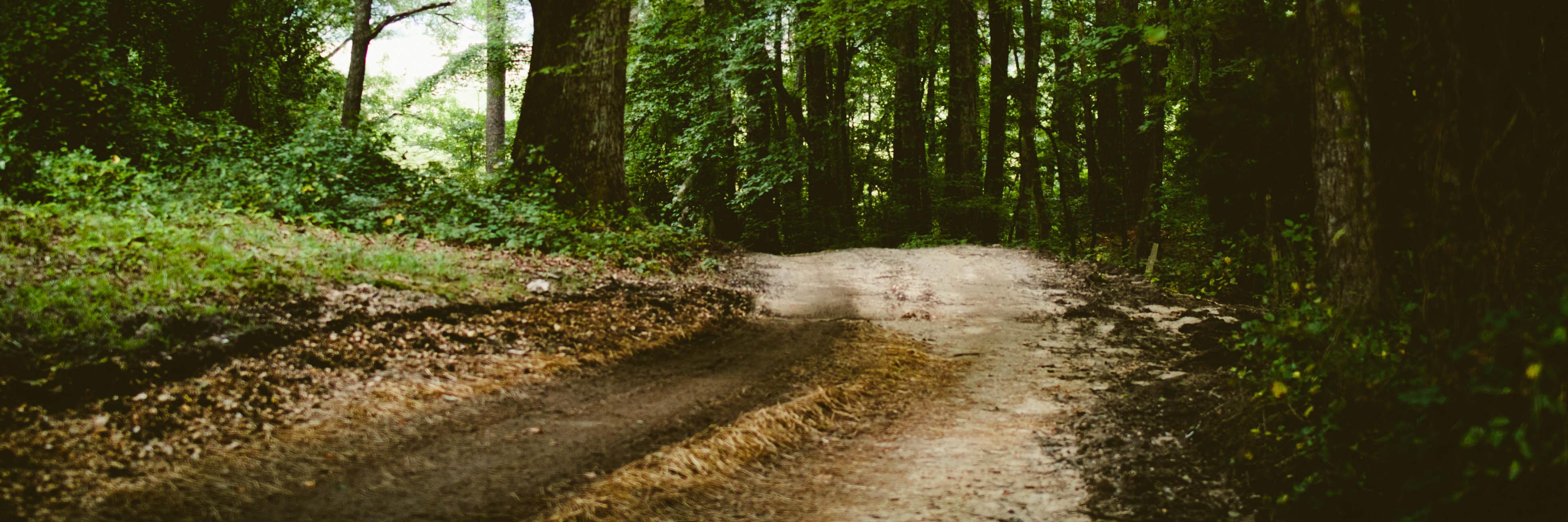 Alyss like Wonderland banner