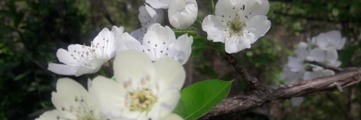 ❤ Corazón de Àguila ❤ banner