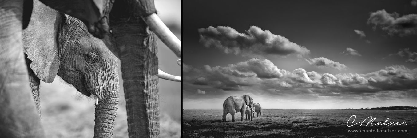 ChantelleMelzer's profile banner image
