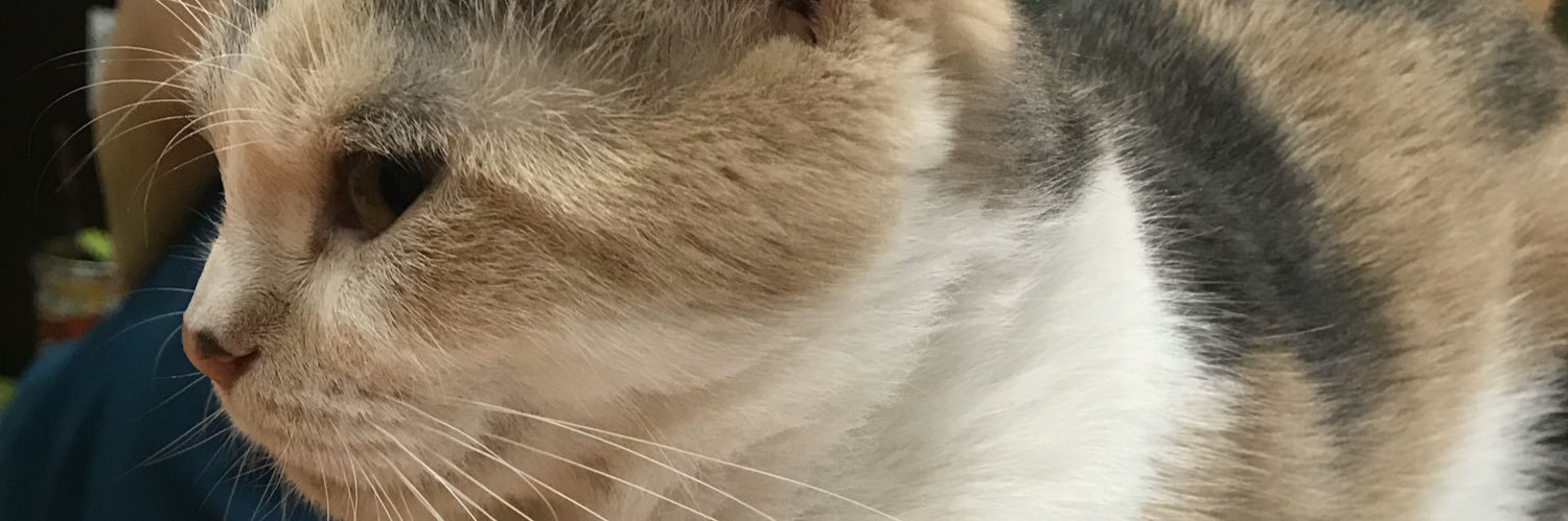 koaranomati1022's profile banner image