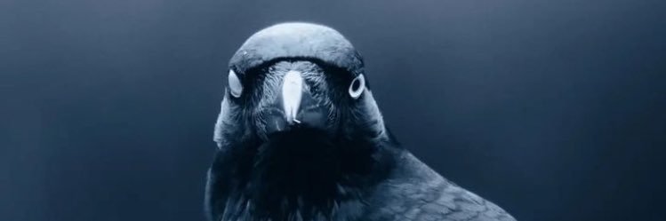MorleyOka's profile banner image