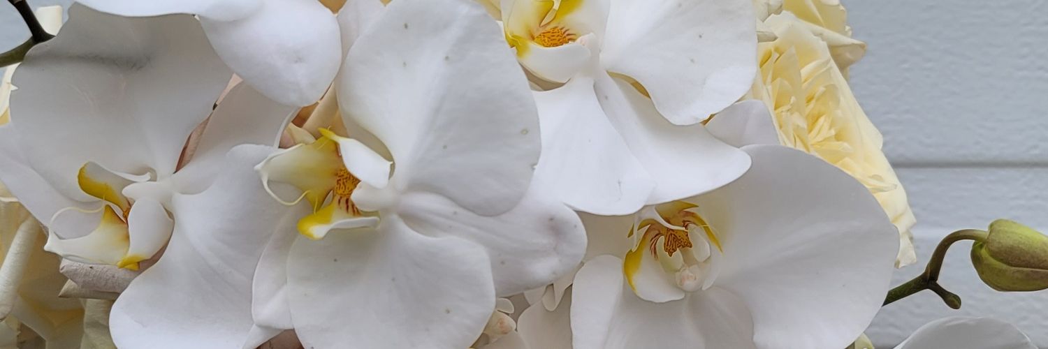 heatherdekok's profile banner image