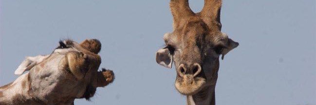 mummylonglegs8's profile banner image