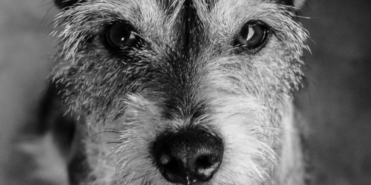 javiervargasu's profile banner image