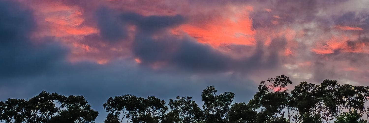 Teddy banner