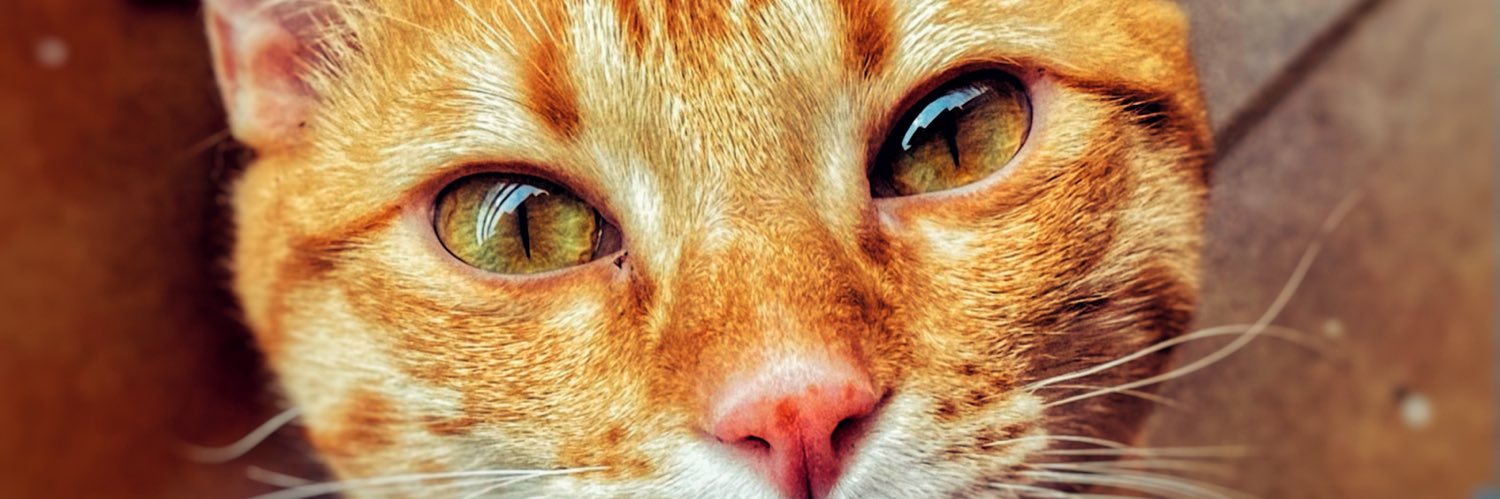 rutpilsa's profile banner image