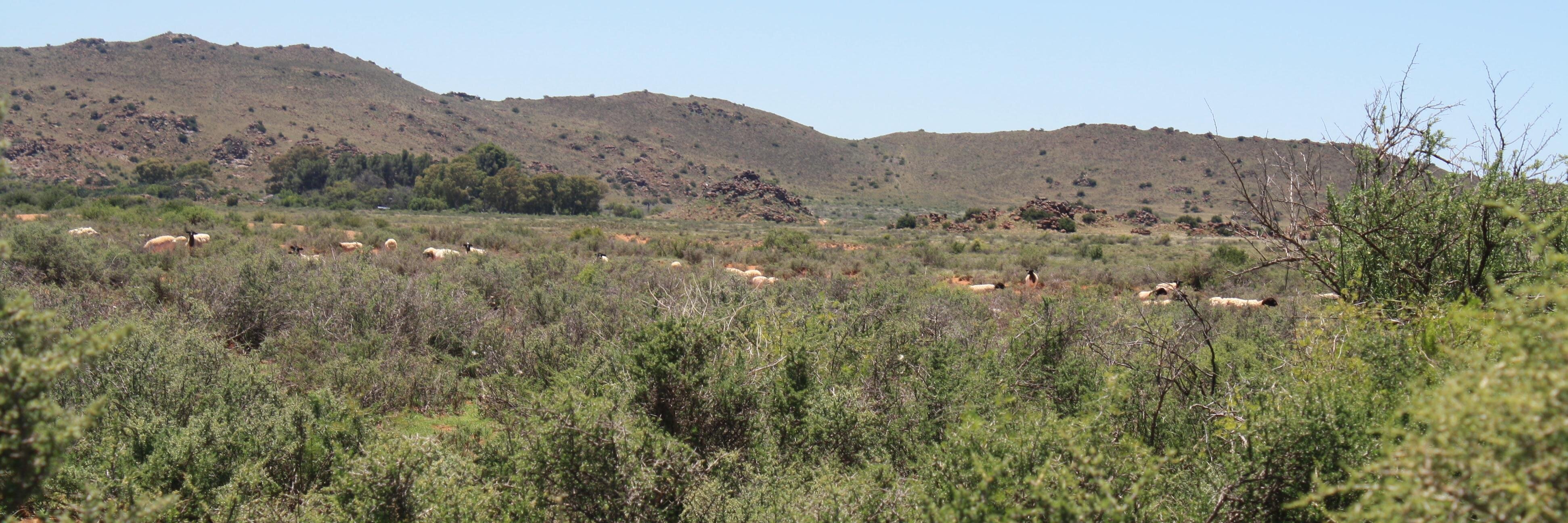 Karoo_kind's profile banner image