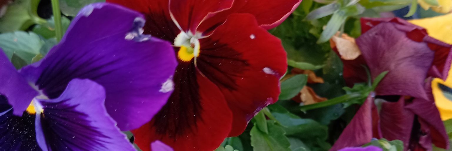 lesley_flint's profile banner image
