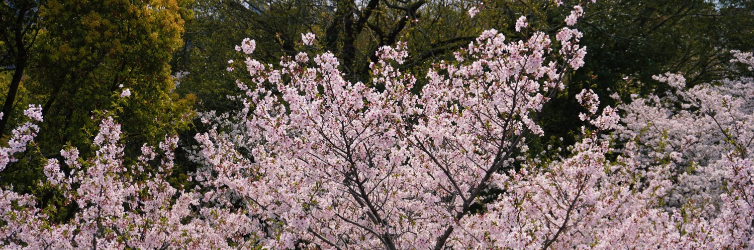 🌸🤟🏻 banner