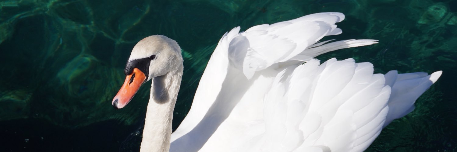 windae's profile banner image