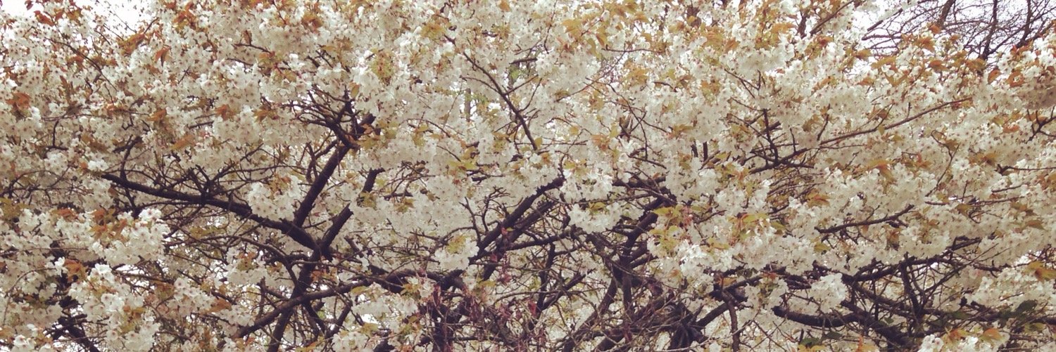 Julia Lilley banner