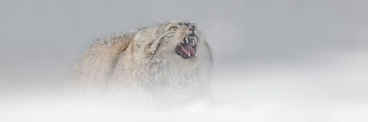 InfernalMadness's profile banner image