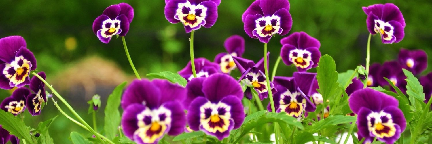 ZerrinAloglu's profile banner image