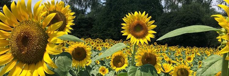 krfclove's profile banner image
