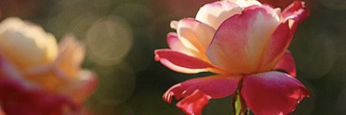 dalee_al's profile banner image